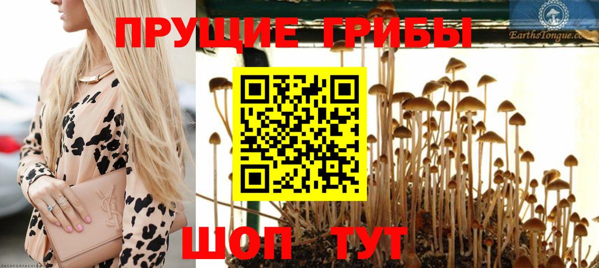 Казань  Псилоцибиновые грибы Psilocybe  Вход с VPN 